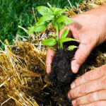 Straw-Bale-planting2